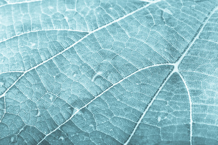 Tree leaf with streaks of and drops of dew close-up shot. Background. Tinted.