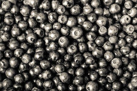 blueberries collected manually. backgroundの写真素材