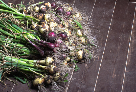 Freshly picked crop of onions. background.の写真素材