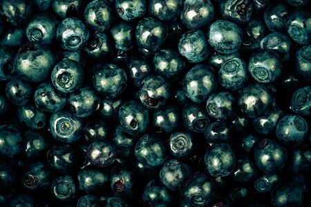 blueberries collected manually. backgroundの写真素材