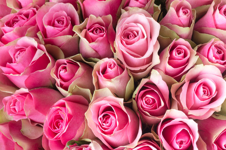 Natural Roses backgroundの写真素材