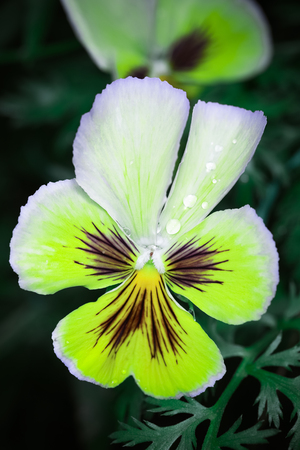 Yellow garden flower with drops of water in the garden. Toned.の写真素材