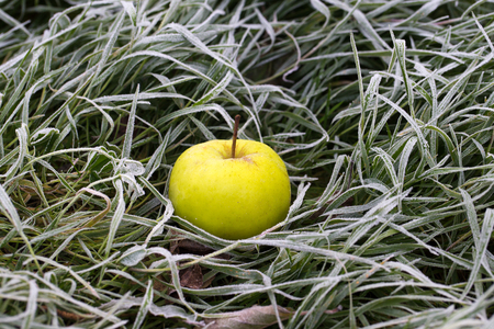 Ripe, juicy, fresh apple lying on frosted grass. Autumn. First frost in the garden in the morning. Shallow depth of field.の写真素材