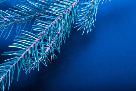 Green fresh branch of Cristmas tree on a black background. Billet for postcard. Toned.