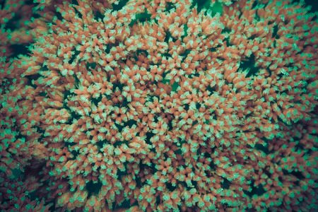 Pink flowers of stonecrop (Sedum) with ice and snow pieces.