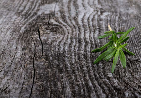 Fresh green ripe bright rosemary banch on old grey wood background.の写真素材