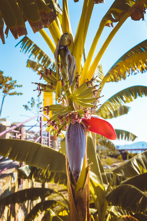 Closed banana flower on a palm tree on beach in Alanya Turkey. Toned.の写真素材