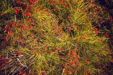 Natural background of bush with green leaves and red flowers in autumn season. Turkey in november. Selective focus. Toned.の写真素材