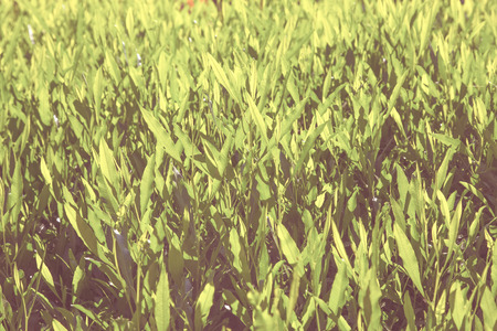 Natural background of green leaves in autumn season. Turkey in november. Selective focus. Toned.