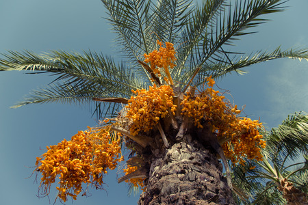 Palm tree with date fruits on the sky background. Selective focus. Toned.