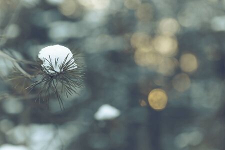 Snowy winter in the pine forest. Blured background. Toned.の写真素材