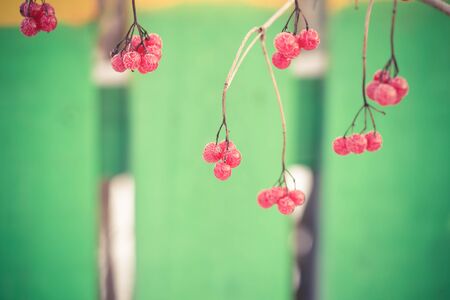 Branches and berries of frozen viburnum. Blured background. Toned.の写真素材