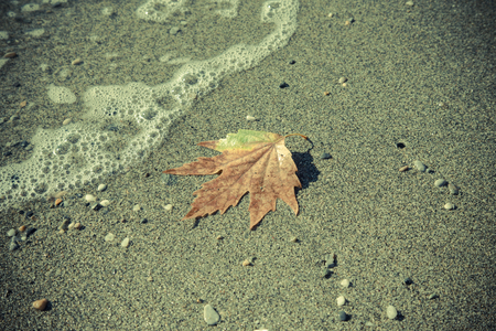Fallen leaf in the sand on a sea coast. Toned.の写真素材