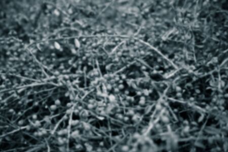 Blurred branches with red berries for background. Toned.の写真素材