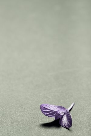 Peppermint leaf on the black slate background. Shallow depth of field. Toned.の写真素材