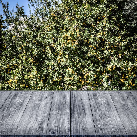 Lemon tree over old light wooden table or board. Blue sky like natural background. Collage. Selective Focus. Toned.の写真素材