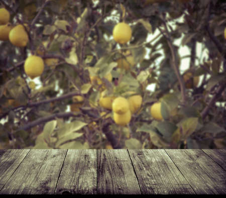 Lemon tree over old light wooden table or board. Collage. Selective Focus. Toned.の写真素材