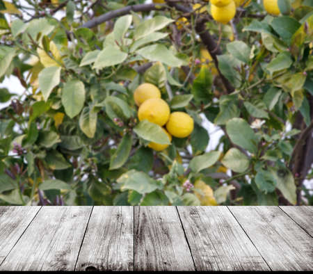 Lemon tree over old light wooden table or board. Collage. Selective Focus.の写真素材