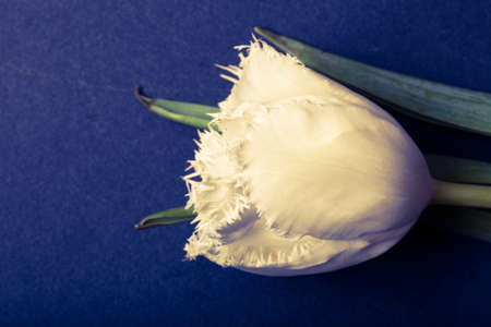 Fresh spring tulip close up on black board for background. Toned.の写真素材