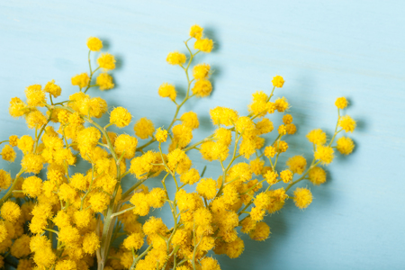 Fresh spring mimosa close up.の写真素材