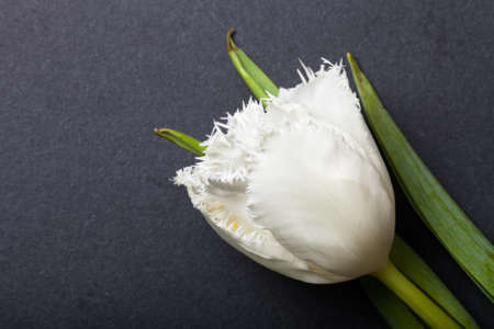 Fresh spring tulip close up on black board for background.の写真素材