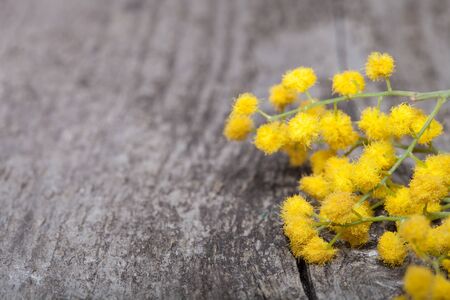 Fresh spring mimosa close up on old gray wooden board for background. Shallow depth of field. Selective focus.の写真素材