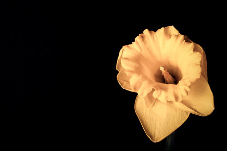 Yellow spring narcissus. Shallow depth of field. Selective Focus. Toned.