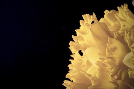 Yellow spring narcissus. Shallow depth of field. Selective Focus. Toned.