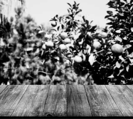 Lemon tree over old wooden table or board. Collage. Selective Focus. Toned.の写真素材
