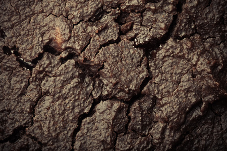The surface of fresh chocolate biscuit for background. Toned.