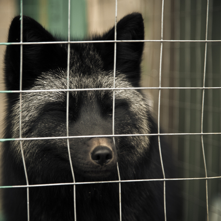Arctic fox in a cage. Selective focus. Toned.の写真素材