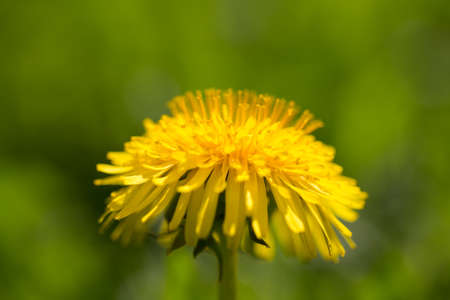Yellow dandelion on abstract green background. Shallow depth of field. Selective focus.