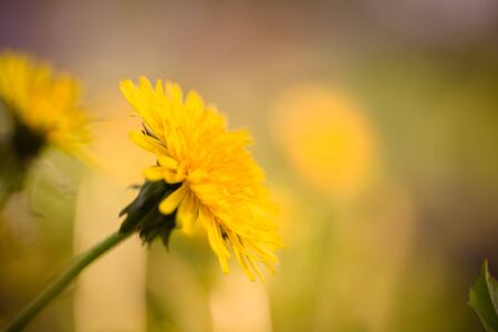 Yellow dandelion on abstract green background. Shallow depth of field. Selective focus. Toned.の写真素材