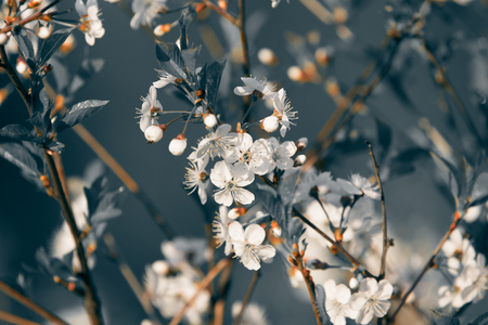 Flowering branch of cherry on natural blured background. Shallow depth of field. Selective focus. Toned.の写真素材