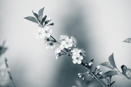 Flowering branch of cherry on natural blured background. Shallow depth of field. Selective focus. Toned.の写真素材