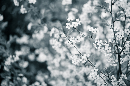 Flowering branches of cherry on natural blurred background. Shallow depth of field. Selective focus....