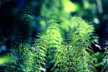 Forest plants and wildflowers on abstract natural background. Shallow depth of field. Selective focus. Toned.の写真素材