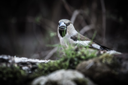 Grosbeak (Coccothraustes coccothraustes) on birch trunk for natural background. Selective focus. Toned.の写真素材