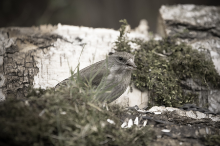 Greenfinch (Carduelis chloris) on birch trunk for natural background. Selective focus. Toned.