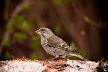 Greenfinch (Carduelis chloris) on birch trunk for natural background. Selective focus. Toned.の写真素材
