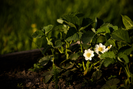 Flowers on garden strawberries on green meadow for abstract natural background. Shallow depth of field. Selective focus. Toned.の写真素材