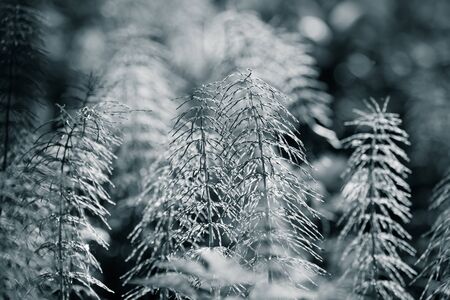 Forest plants and wildflowers on abstract natural background. Shallow depth of field. Selective focus. Toned.の写真素材