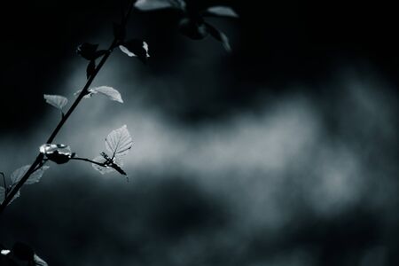Branch of birch on abstract natural background. Shallow depth of field. Selective focus. Toned.の写真素材