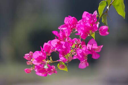Flowering bougainvillea on blurred background . Wild blossom. Selective focus.