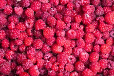 Lots of fresh bright red raspberries.