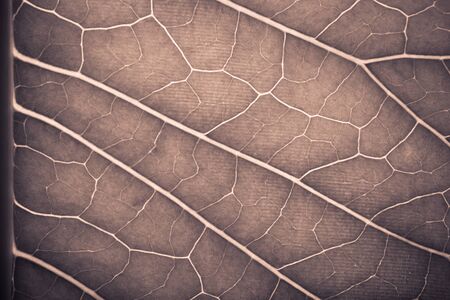 Texture of fresh green leaf for natural background. Toned.