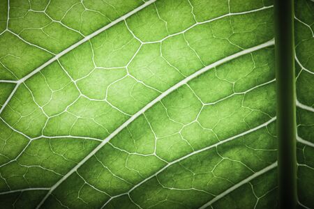Texture of fresh green leaf for natural background. Toned.