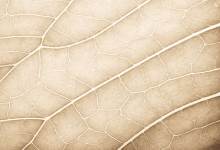 Texture of fresh green leaf for natural background. Toned.