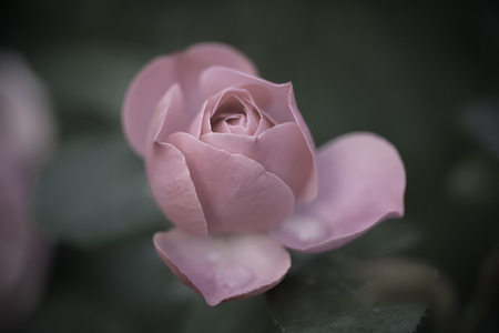 Blossom of fresh garden rose. Selective focus. Shallow depth of field. Toned.の写真素材