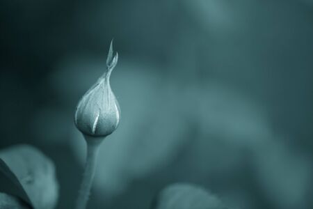 Bud of fresh garden rose. Selective focus. Shallow depth of field. Toned.の写真素材
